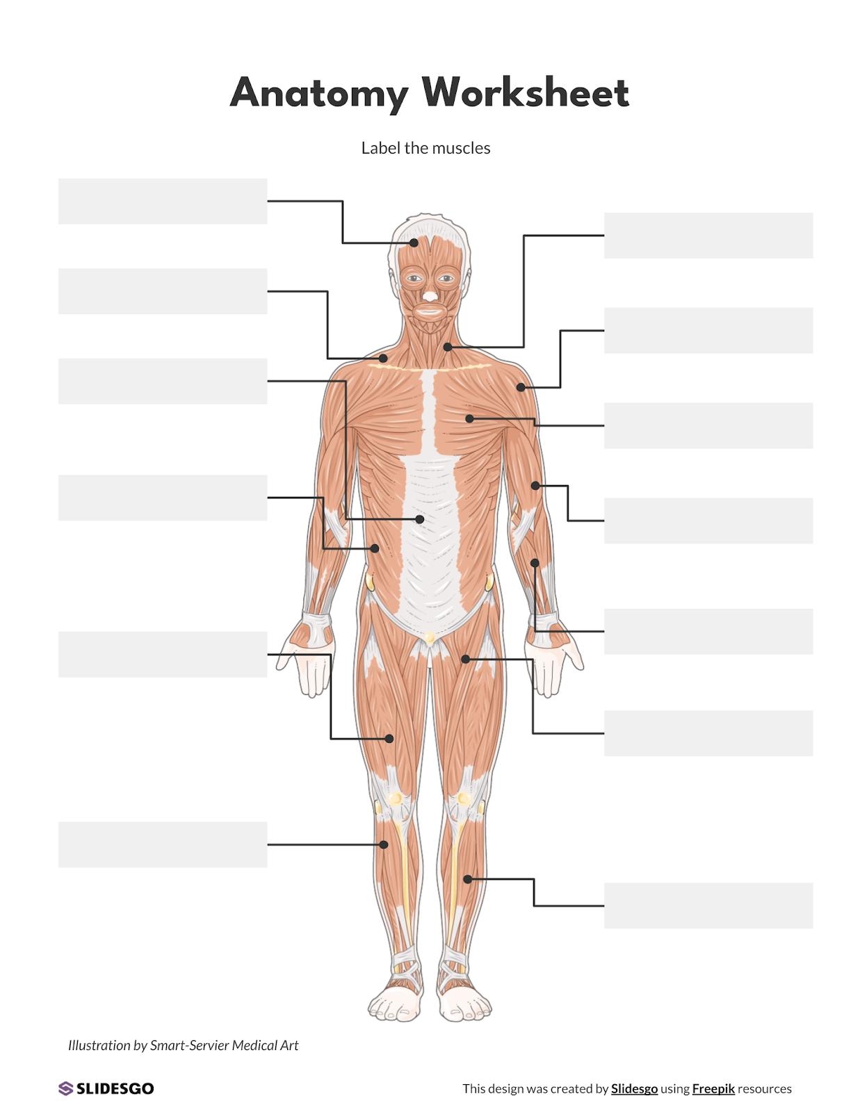 Anatomy Worksheet Presentation Anatomy Worksheet Presentation