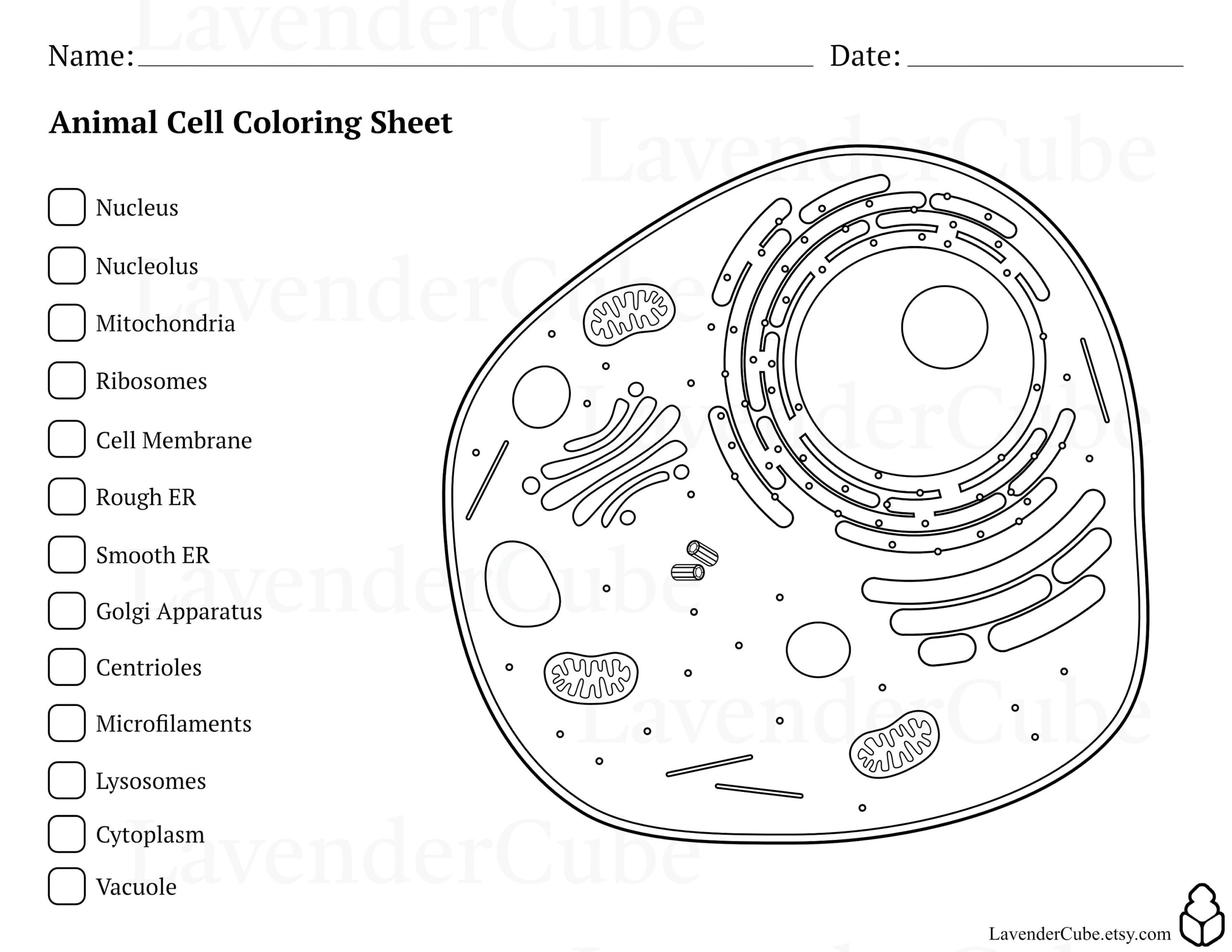 Animal And Plant Cell Coloring Worksheets Digital Download 300 DPI Png Etsy Israel