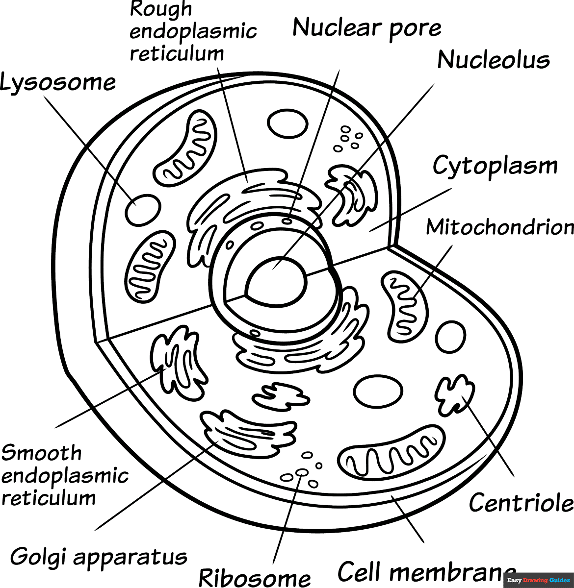 Animal Cell Coloring Page Easy Drawing Guides Animal Cell Coloring Page Free Printable
