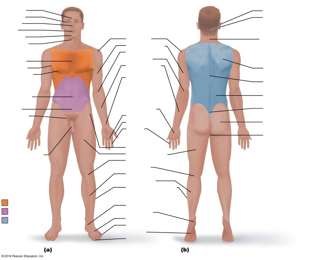 Body Regions Diagram Quizlet Body Regions Diagram Quizlet