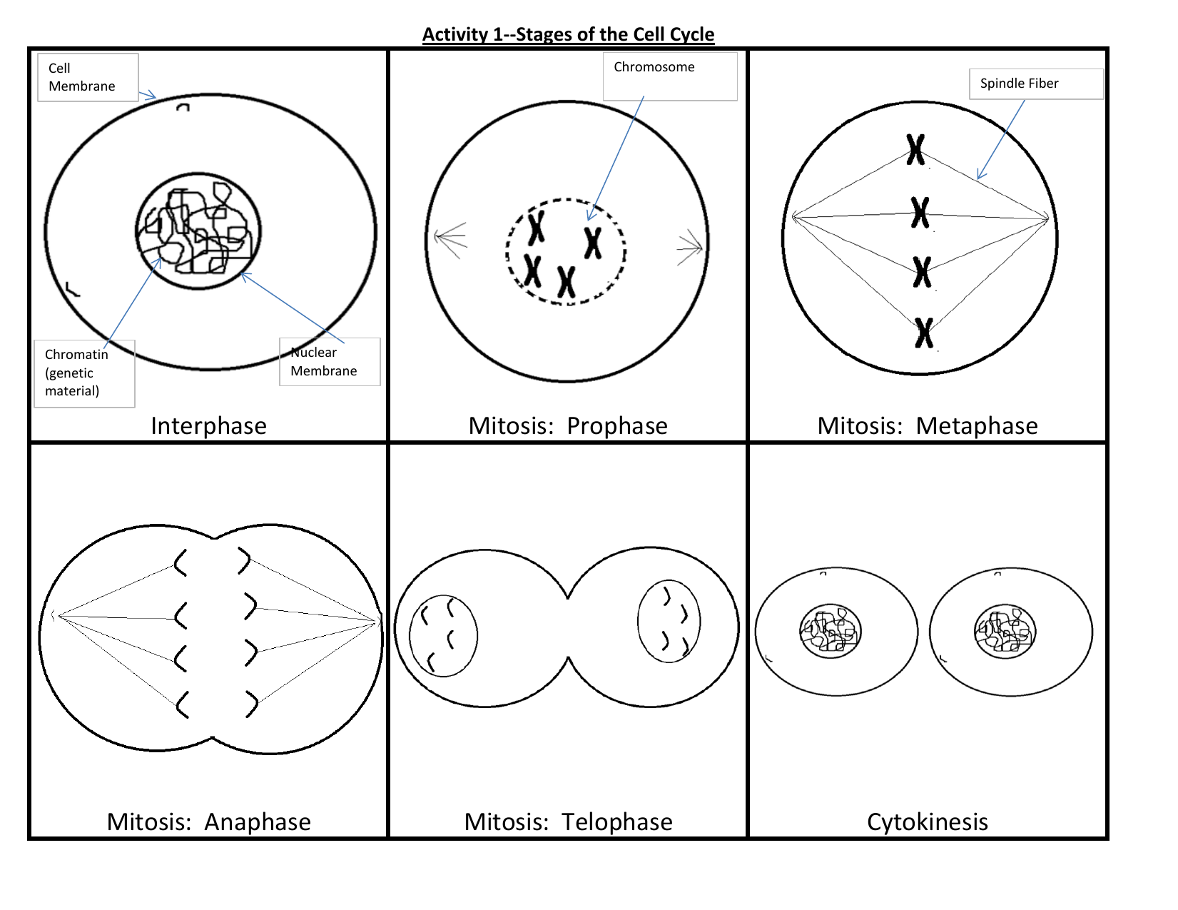 Cell Cycle Stages Activity Worksheet Cell Cycle Stages Activity Worksheet