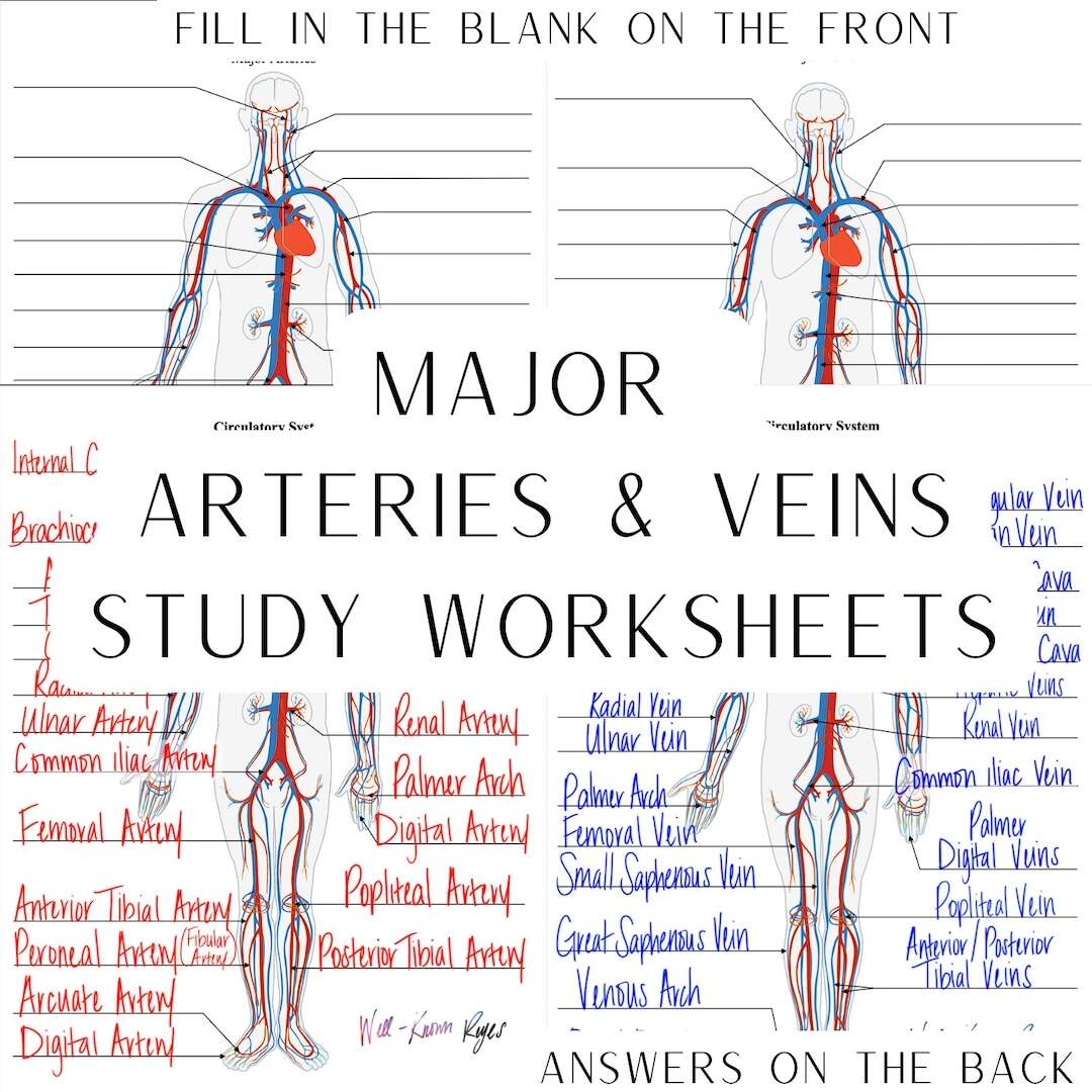 Circulatory System Major Arteries Major Veins Digital Worksheets Study Worksheets Label The Major Arteries Major Veins Etsy Ireland