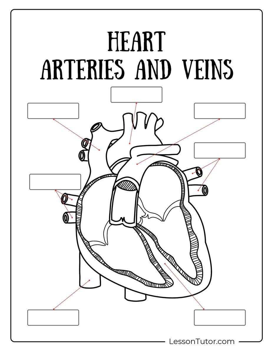 Circulatory System Worksheets Free Coloring Pages PDF Printables And Worksheets Lesson Tutor