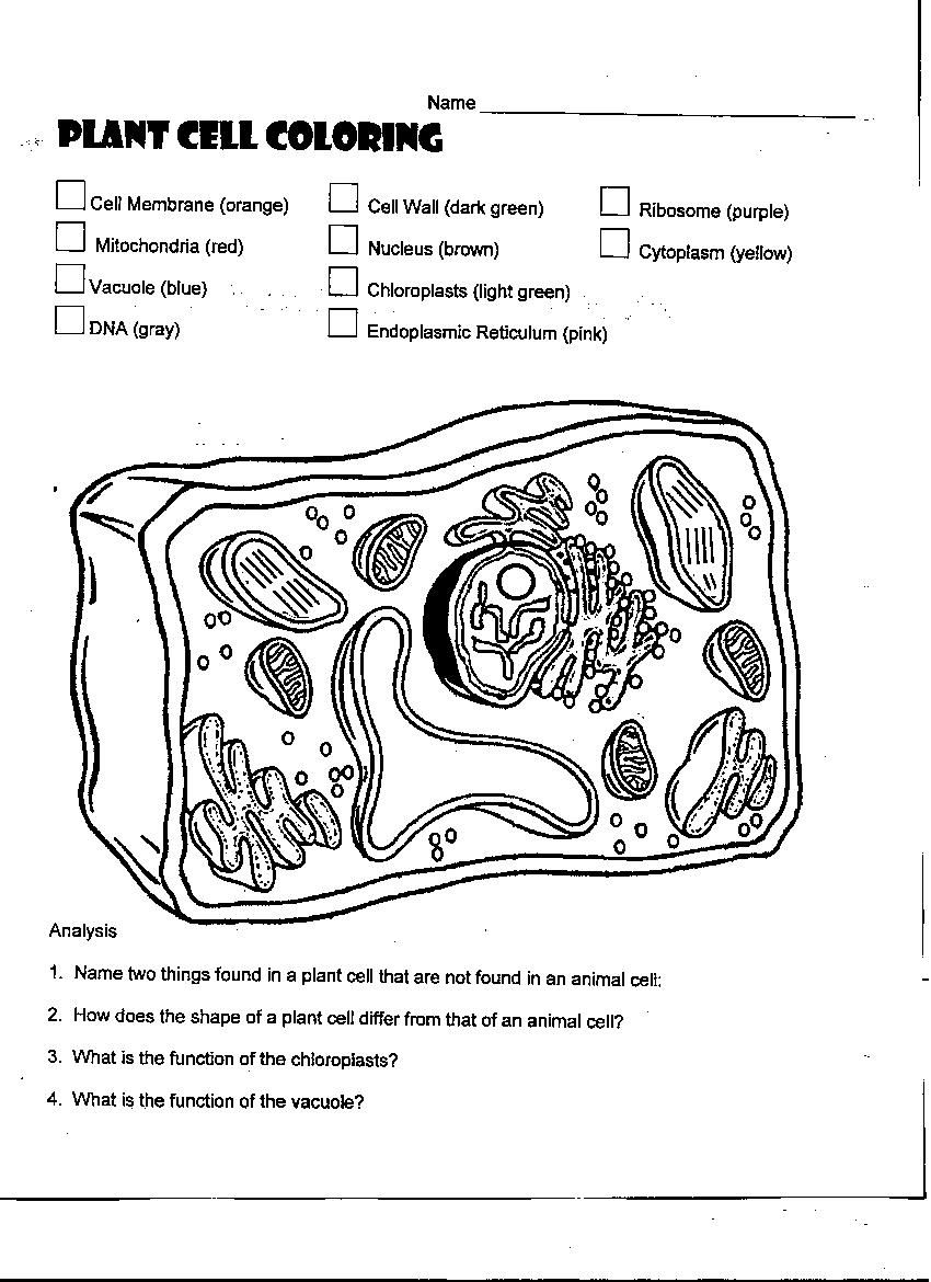 Discover 7 Cells Structure And Process And Science Cells Ideas Cells Worksheet Teaching Science Plant And Animal Cells And More