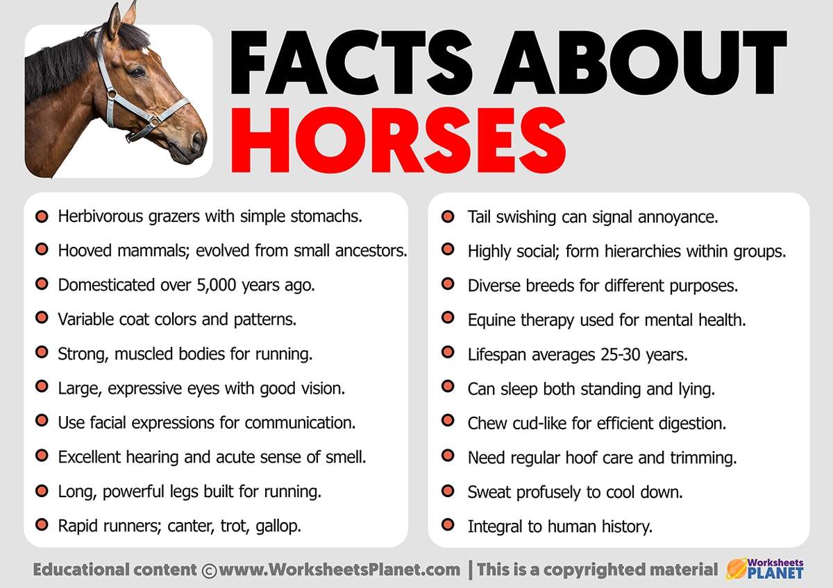 Facts About Horses Worksheets Library Facts About Horses Worksheets Library