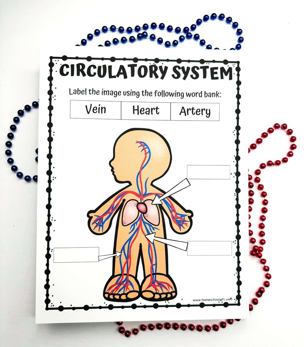 Label Arteries And Veins Worksheet Worksheets Library