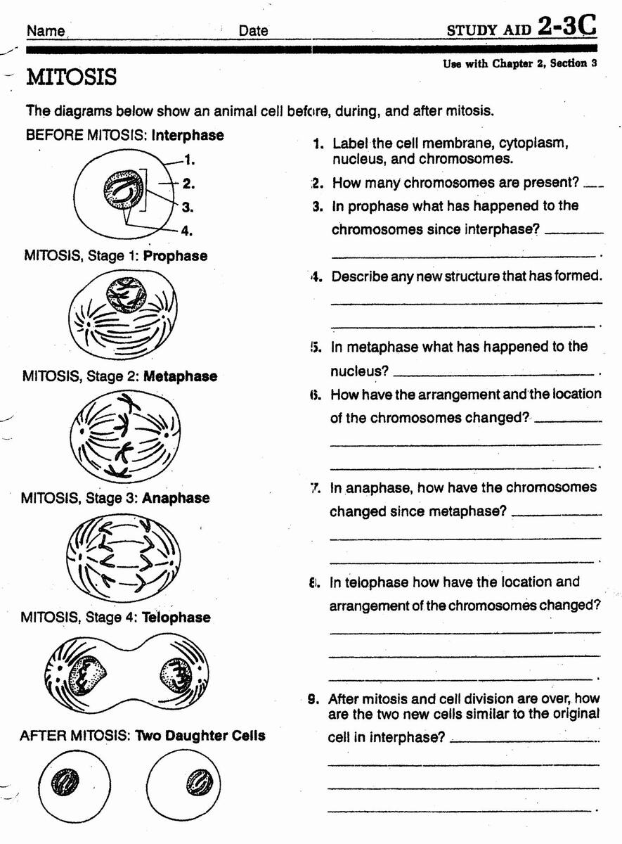 Free Mitosis Worksheet Download Free Mitosis Worksheet Png Images Free Worksheets On Clipart Library