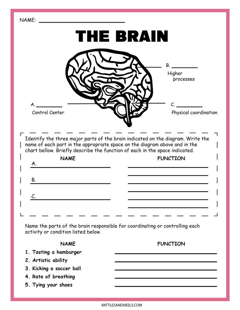 Free Science Worksheets The Nervous System Adanna Dill Free Custom Printable Science Worksheet Templates Canva