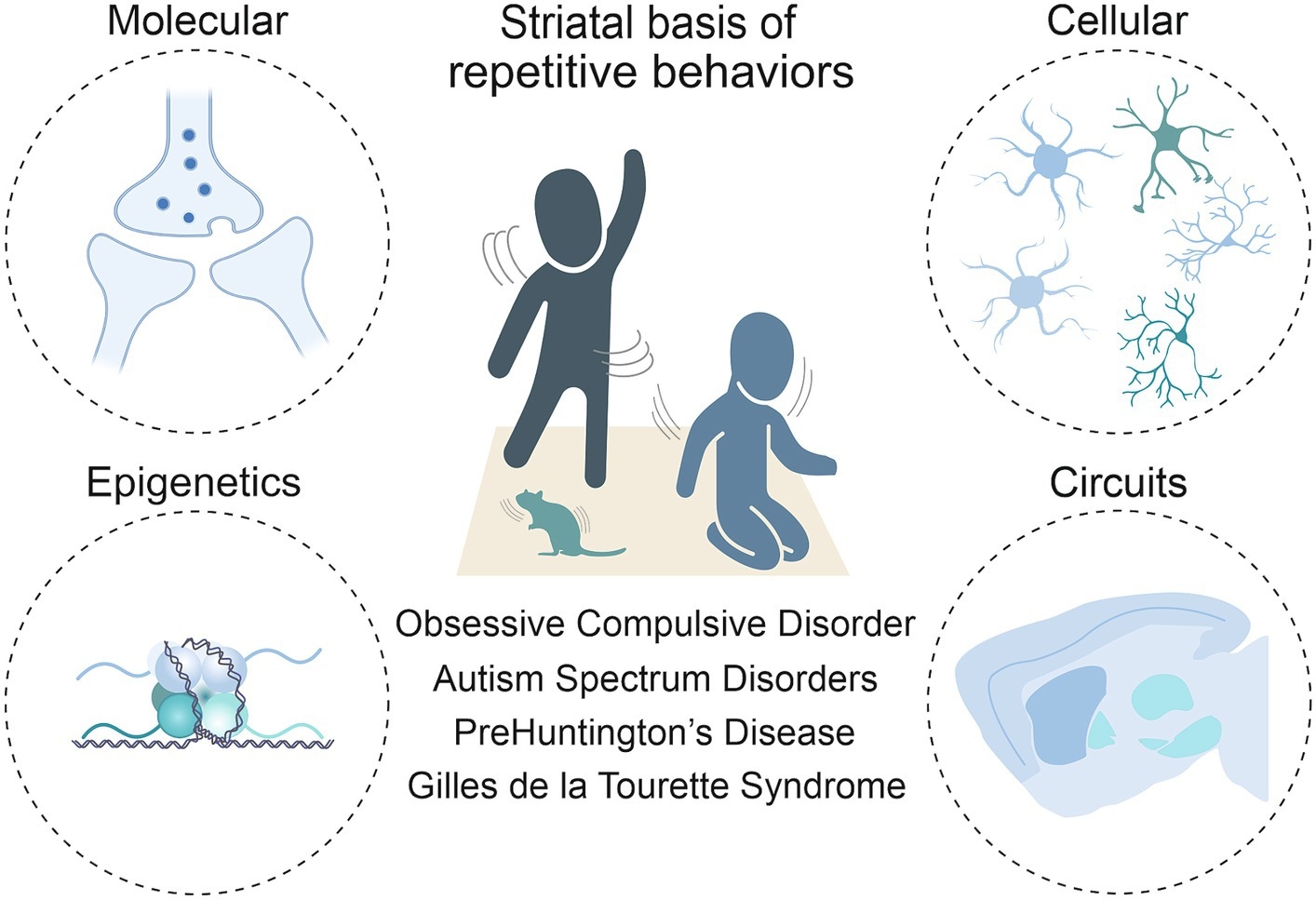 Frontiers Striatal Insights A Cellular And Molecular Perspective On Repetitive Behaviors In Pathology The Journal Of School Nursing Reviewer Recognition