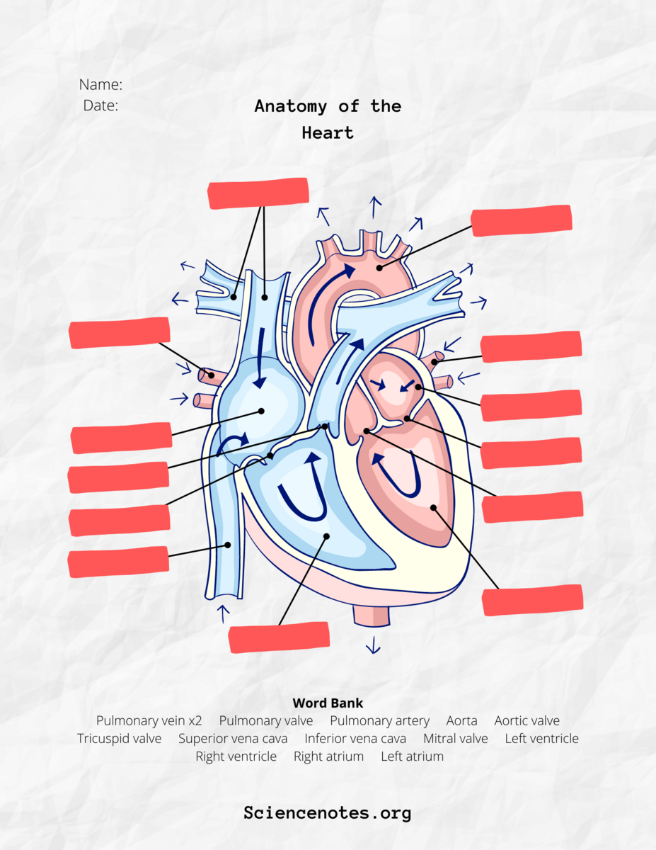 Human Anatomy Worksheets And Study Guides Human Anatomy Worksheets And Study Guides