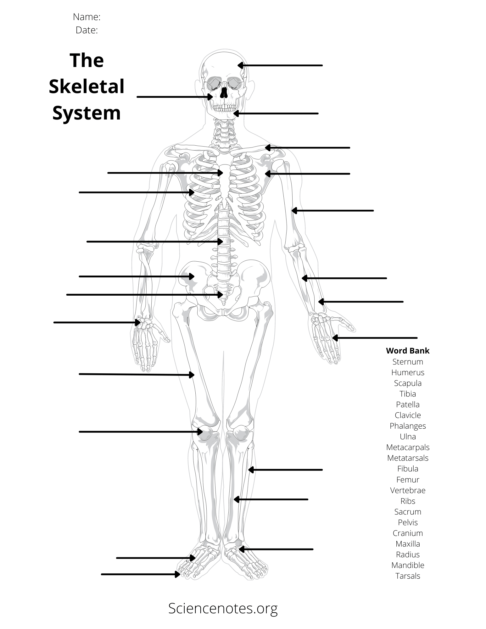 Human Anatomy Worksheets And Study Guides Body Regions Diagram Quizlet
