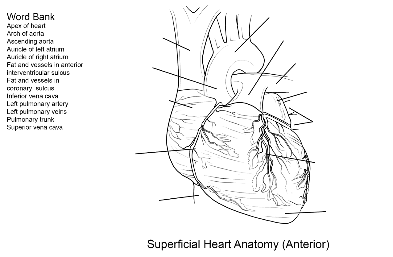 Human Heart Worksheet Coloring Page Free Printable Human Heart Worksheet Coloring Page Free Printable