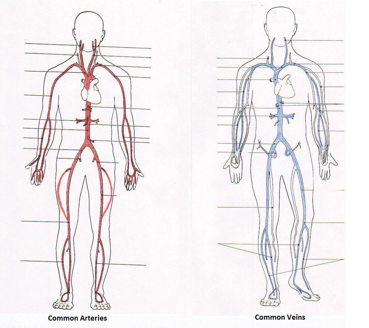 Label Arteries And Veins Worksheet Worksheets Library