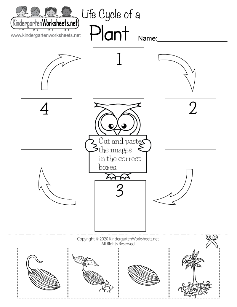 Life Cycle Of A Plant Worksheet Free Printable Digital PDF Plant Life Cycle Worksheet Bundle Free Printables