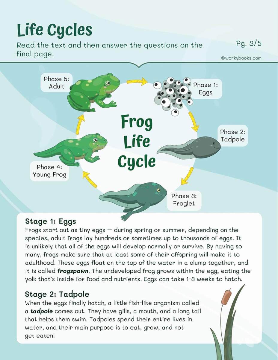Life Cycles Worksheets Workybooks