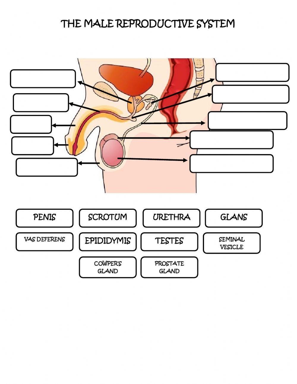 Male Reproductive System Interactive Activity Worksheets Library Male Reproductive System Interactive Activity Worksheets Library