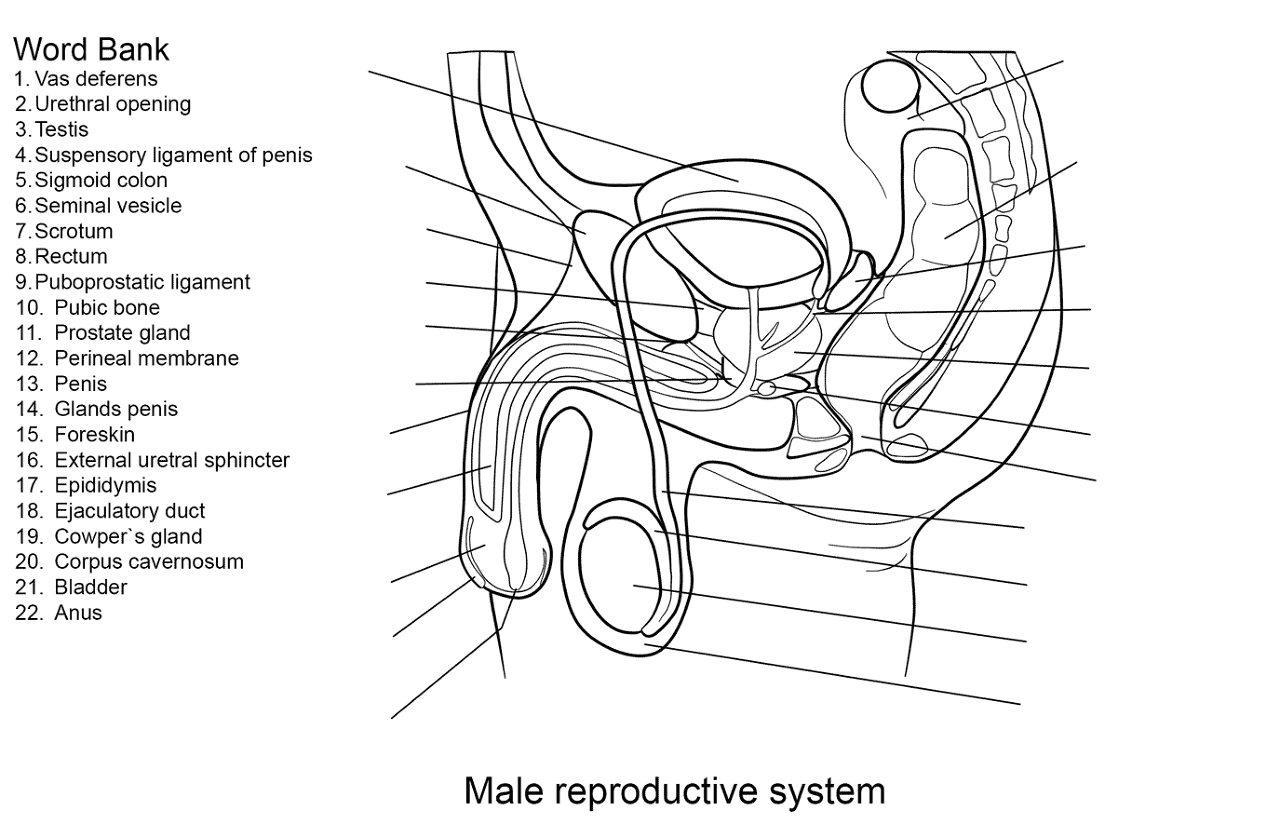 Male Reproductive System Worksheet Coloring Page Free Printable Label The Male And Female Reproductive System Worksheet Explore Human Reproductive Anatomy Made By Teachers