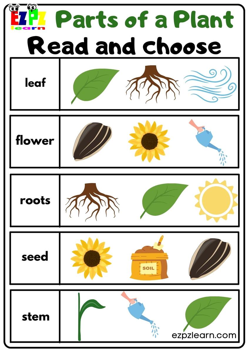 Parts Of A Plant Read And Choose Worksheet For Kindergarten Or ESL Students Free Printable PDF Download Ezpzlearn Parts Of A Plant Read And Choose Worksheet For Kindergarten Or ESL Students Free Printable PDF Download Ezpzlearn