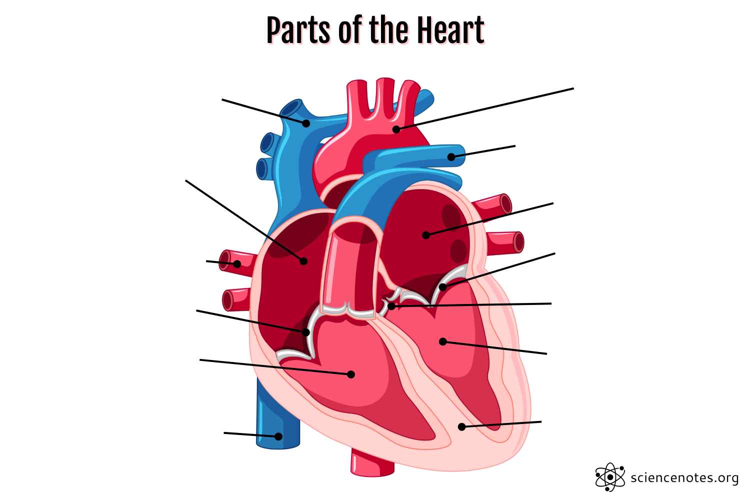 Parts Of The Heart Human Heart Anatomy And Worksheets Parts Of The Heart Human Heart Anatomy And Worksheets