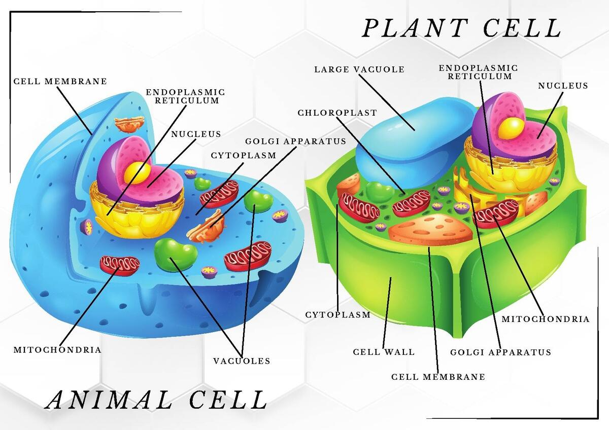 Plant Animal Cell Diagram With Fillable Worksheet By Mr Evaskevich