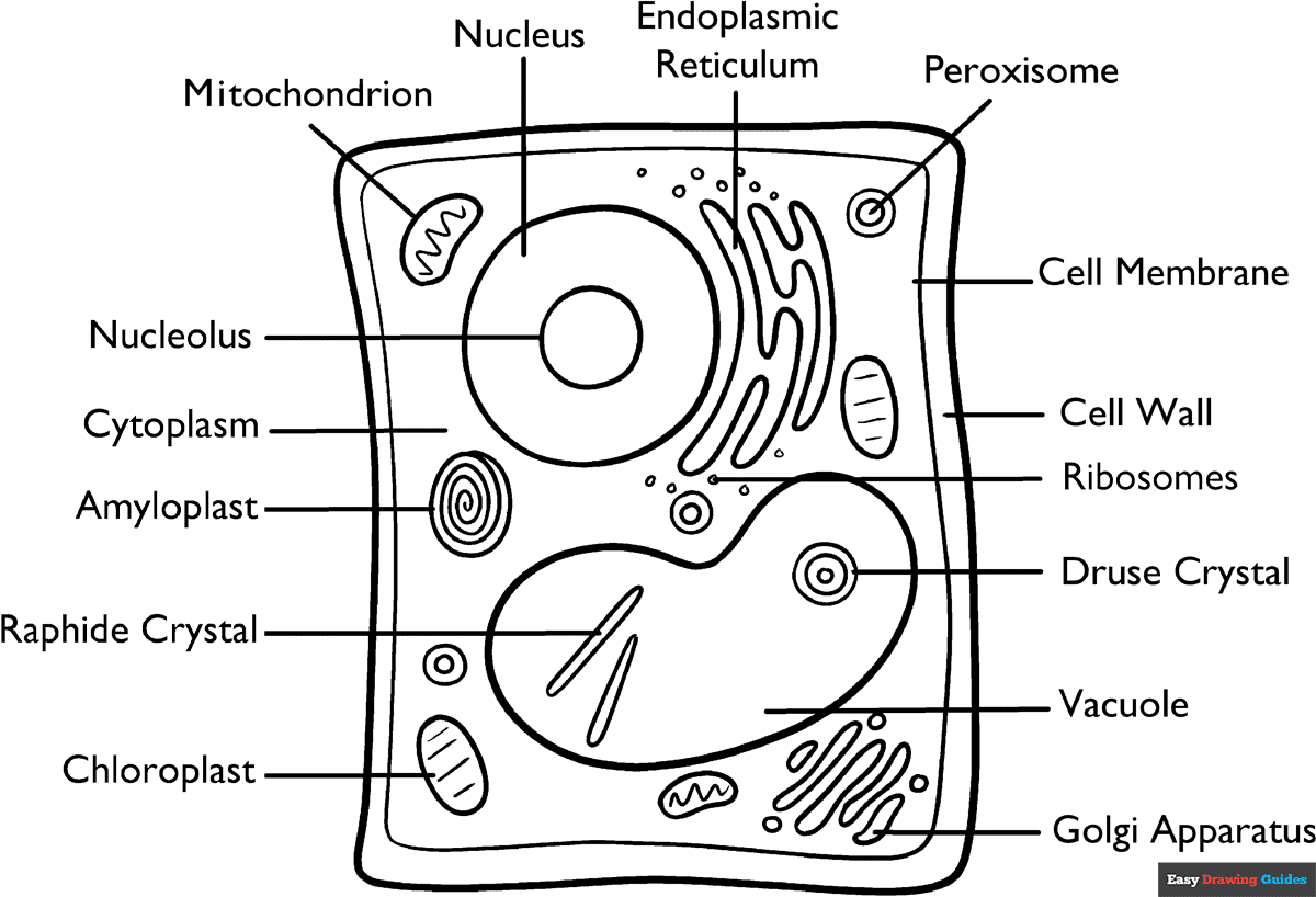 Plant Cell Coloring Page Easy Drawing Guides