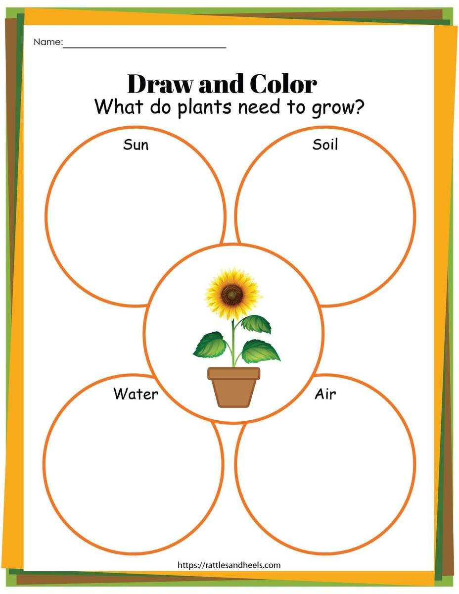 Plant Life Cycle Worksheets Free Printables For Kids Adanna Dill Plant Life Cycle Worksheets Free Printables For Kids Adanna Dill