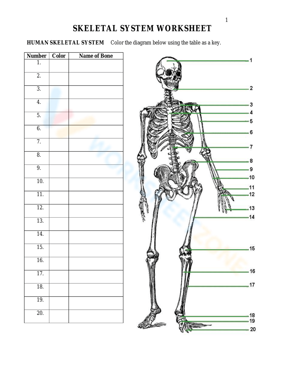 Printable 6th Grade Bones Worksheets Printable 6th Grade Bones Worksheets