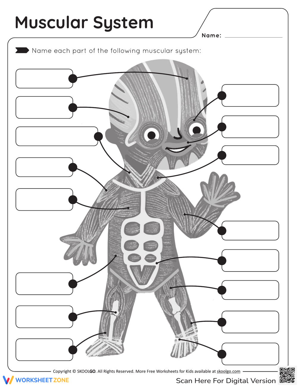 Printable 6th Grade Muscular System Worksheets Printable 6th Grade Muscular System Worksheets