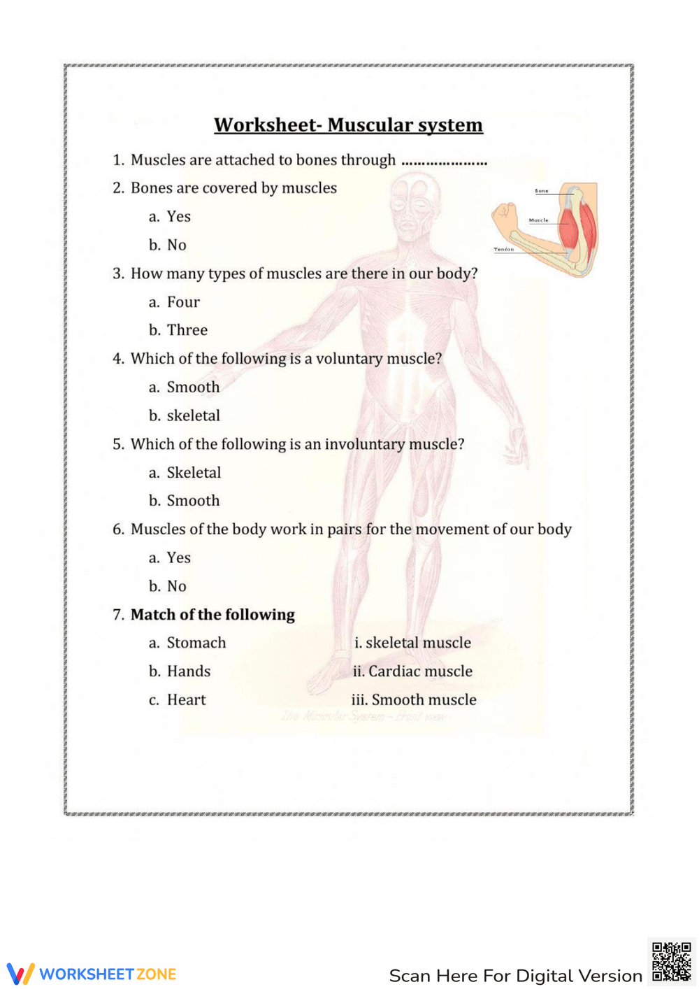 Printable 6th Grade Muscular System Worksheets
