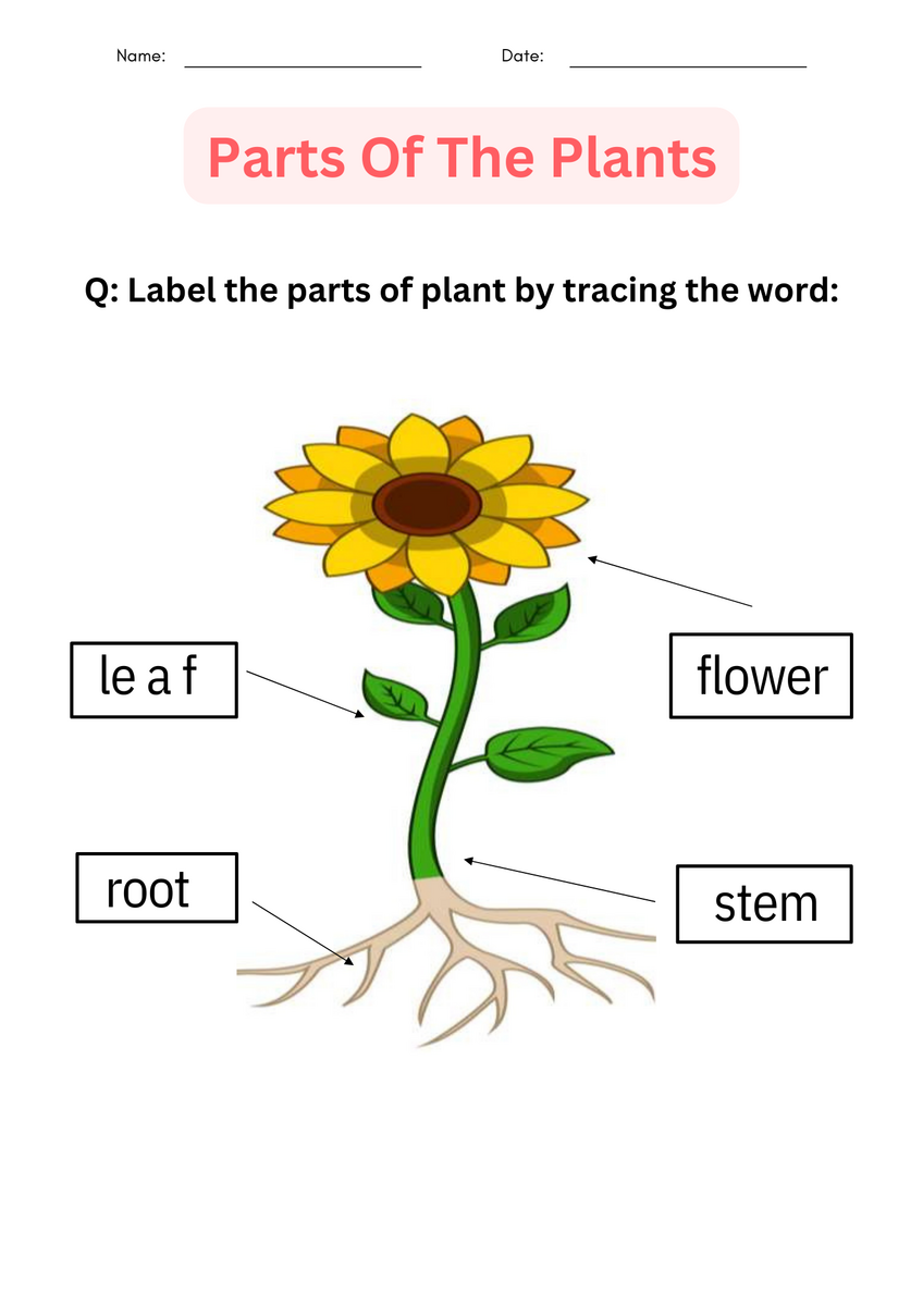 Printable Activities Parts Of A Plant Worksheet For Kindergarten Made By Teachers Parts Of A Plant Read And Choose Worksheet For Kindergarten Or ESL Students Free Printable PDF Download Ezpzlearn