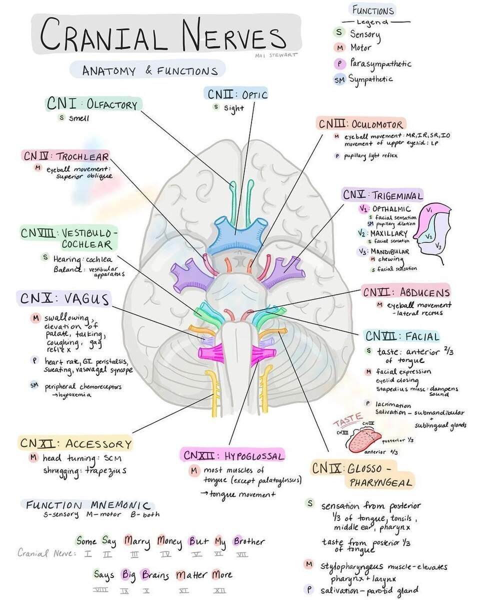 Printable Cranial Nerves Worksheets