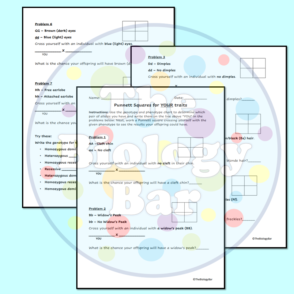 Punnett Squares Using Student s Own Traits Printable And Digital Made By Teachers