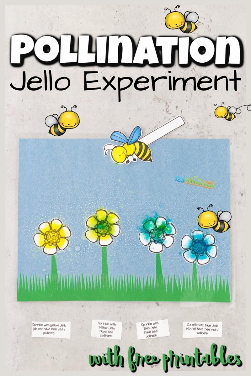 Simple Jello Bee Pollination Experiment For Kids Simple Jello Bee Pollination Experiment For Kids