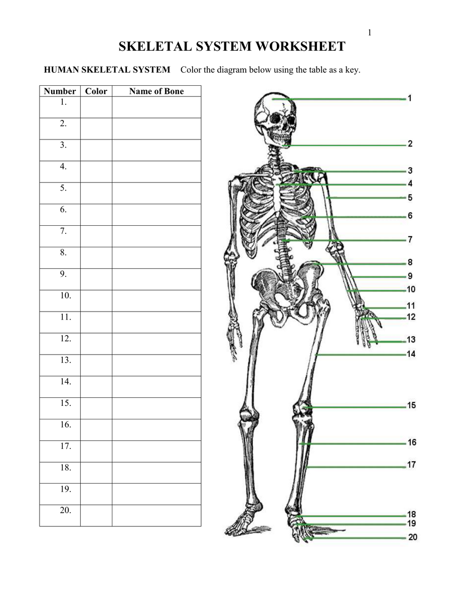 Skeletal System Worksheet Anatomy Bone Functions Skeletal System Worksheet Anatomy Bone Functions