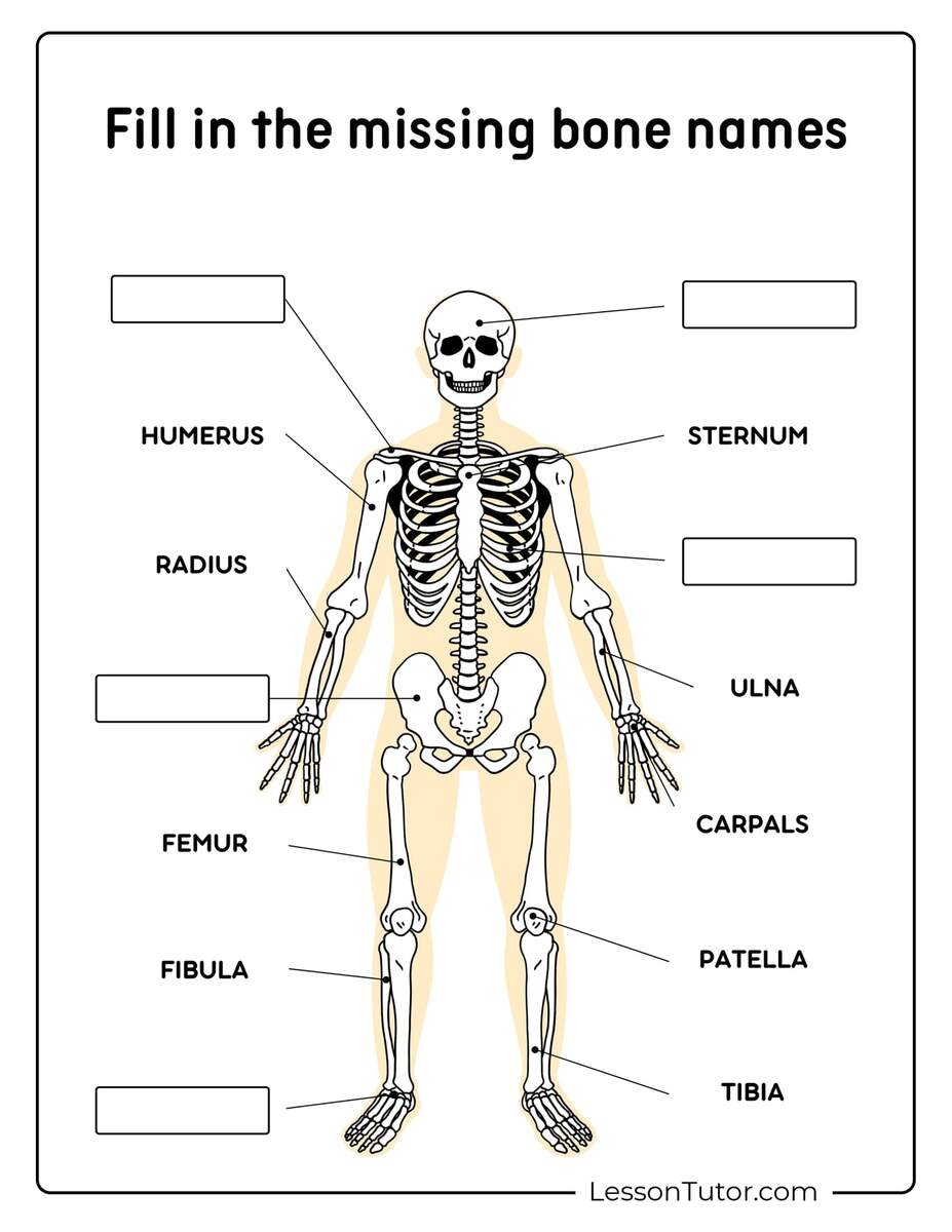 Skeleton System Worksheets Free Coloring Pages PDF Printables And Worksheets Lesson Tutor Skeleton System Worksheets Free Coloring Pages PDF Printables And Worksheets Lesson Tutor