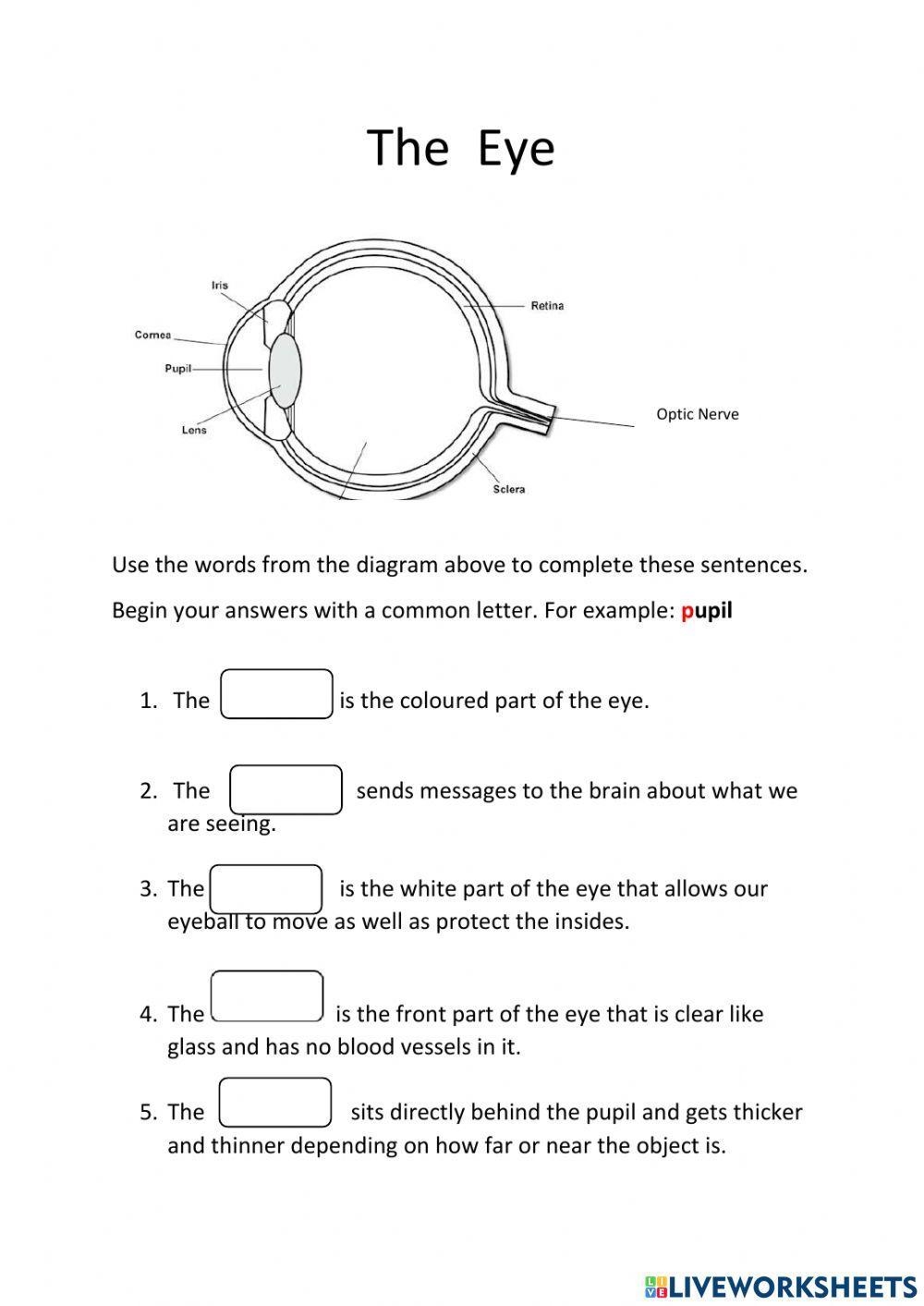 The Parts Of The Eye Worksheet Worksheet Worksheets Library The Parts Of The Eye Worksheet Worksheet Worksheets Library