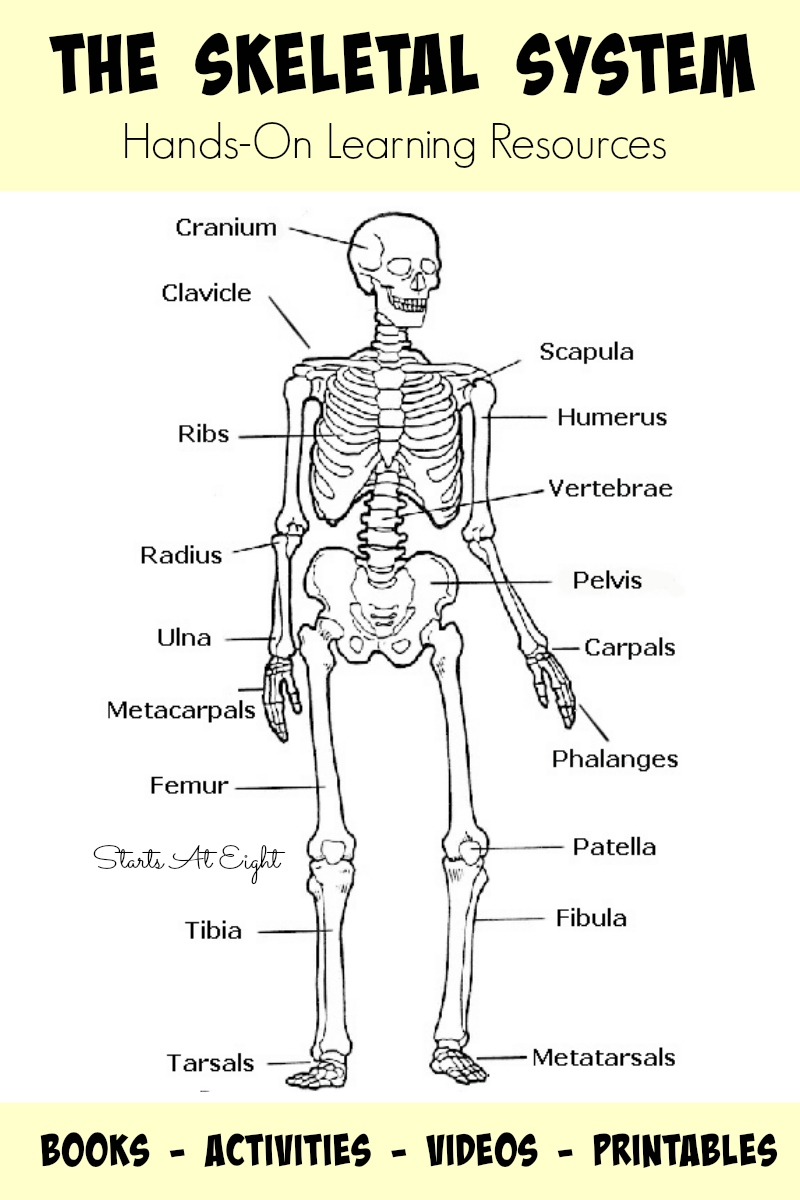 The Skeletal System Hands On Learning Resources StartsAtEight The Skeletal System Hands On Learning Resources StartsAtEight