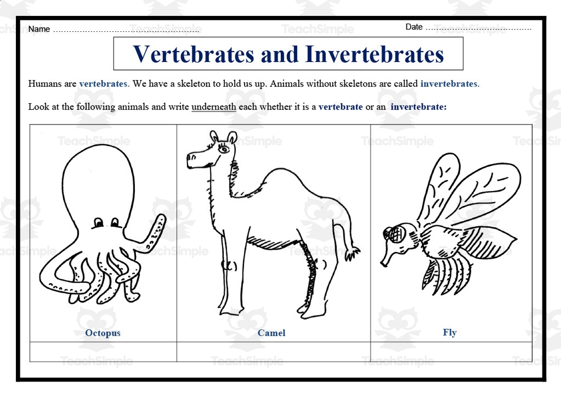 Vertebrates And Invertebrates Worksheet By Teach Simple 13 Vertebrates And Invertebrates Ideas Vertebrates And Invertebrates Vertebrates Invertebrates